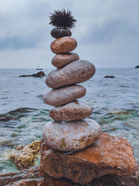 Sea urchin over stack of stones at beach