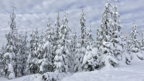 Snow covered trees against sky