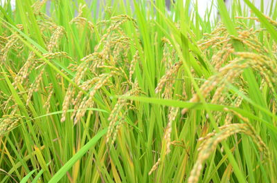 Full frame shot of wheat field