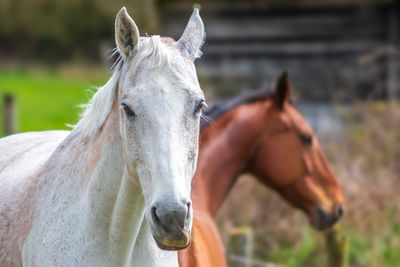 Close-up of horse standing on field