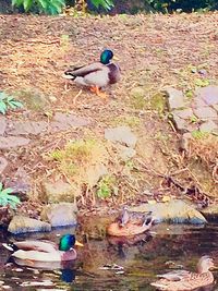 Mallard duck swimming in water