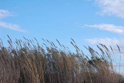 Close-up of grass on field against blue sky