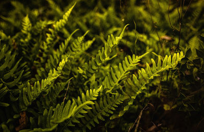 Close-up of fern leaves