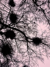 Low angle view of silhouette trees against sky