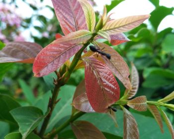 Close-up of maple leaves on plant