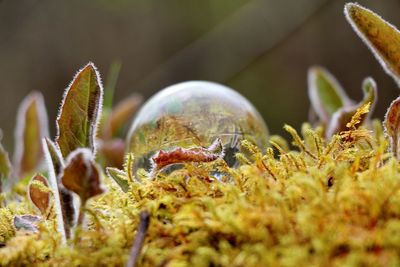 Close-up of plants growing in field