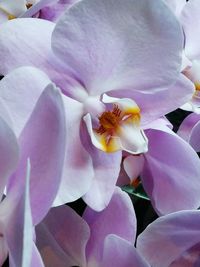 Close-up of pink orchids