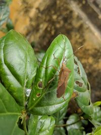 Close-up of insect on leaf