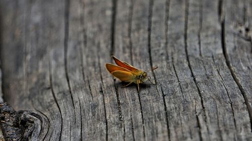 Butterfly on wood