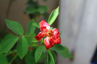 Close-up of red rose flower