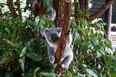 Portrait of a cat on tree