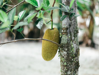 Close-up of jackfruit on a tree