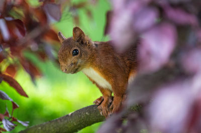 Close-up of squirrel on tree