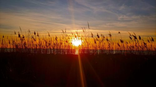 Silhouette plants on field against sky during sunset