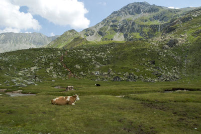 Sheep in a field