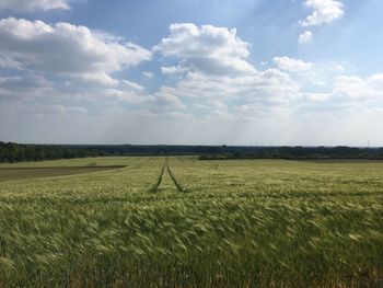 Scenic view of agricultural field against sky