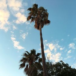 Low angle view of palm tree against sky