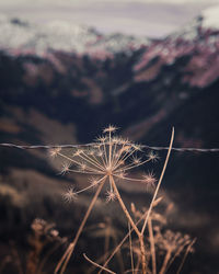 Close-up of dandelion on field against sky