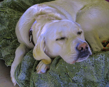 Close-up of dog sleeping