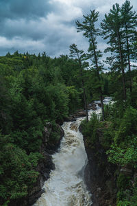 Scenic view of stream amidst trees in forest against sky