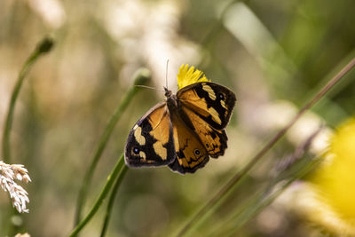 Close-up of butterfly on plant