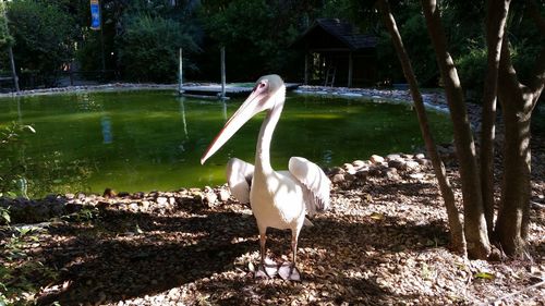 White swan in a lake