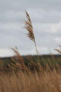 Close-up of stalks in field against sky