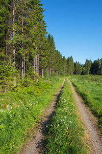 Road amidst trees in forest against sky