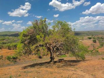 Trees on landscape against sky