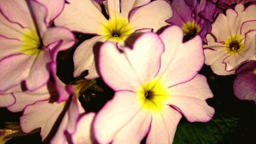 Close-up of pink flower