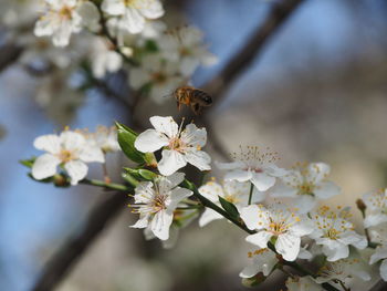 Close-up of insect on white cherry blossom