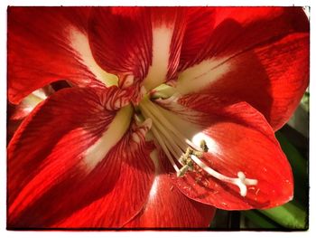 Close-up of red hibiscus blooming outdoors