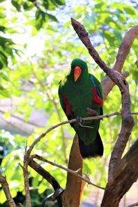 Low angle view of parrot perching on tree