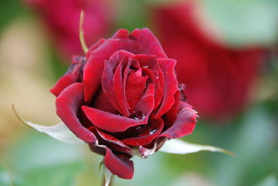 Close-up of maroon rose blooming outdoors