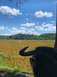 View of horse on field against sky