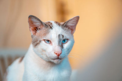 Close-up portrait of white cat