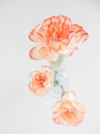 Close-up of roses over white background