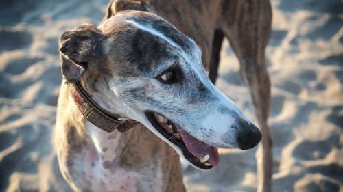 Close-up of a dog looking away