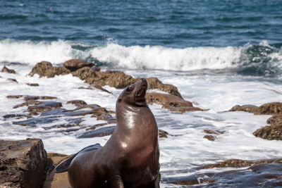 California sea lion zalophus californianus sunning on the rocks of la jolla cove 