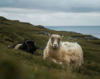 Sheep in a field