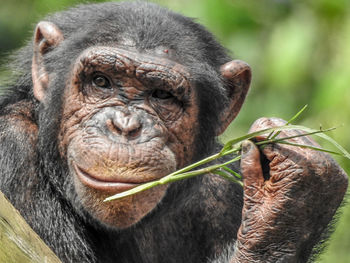 Close-up of chimpanzee eating grass