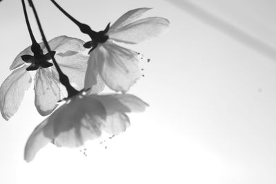 Close-up of fresh flower tree