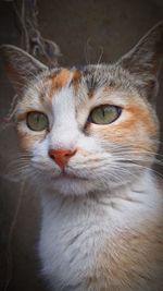 Close-up portrait of a cat