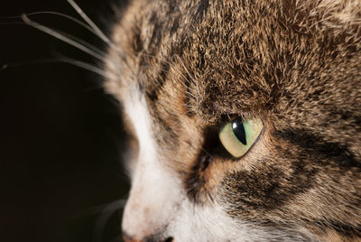 Close-up portrait of cat