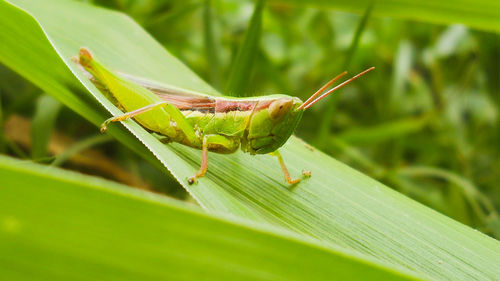 Close-up of insect on leaf