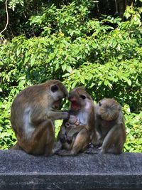 Monkey sitting on tree