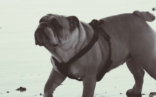 Dog looking at camera