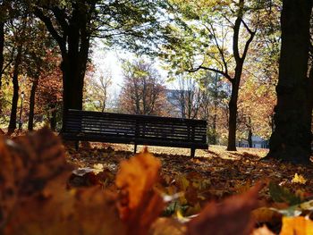 Autumn leaves fallen on bench in field