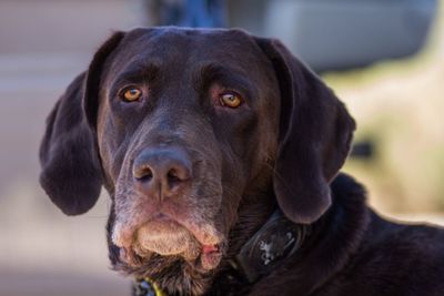 Close-up portrait of black dog