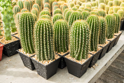 High angle view of succulent plant